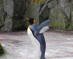 ペンギン 骨格