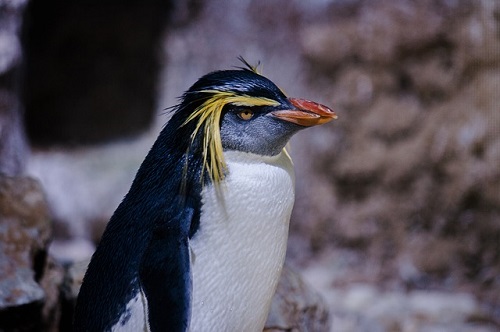 ペンギン 冠羽