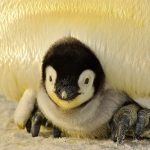 ペンギンの赤ちゃんは茶色い？親とはまるで違う赤ちゃんの羽毛