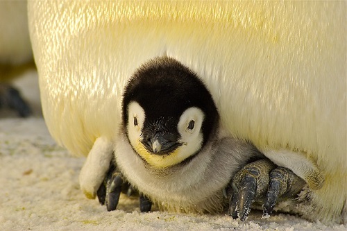 ペンギン 雛