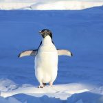 どうしてペンギンの足の骨は長いの？