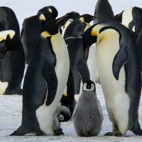 ペンギン 子供