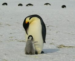 ペンギン 繁殖