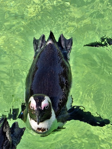 ケープペンギン マゼランペンギン フンボルトペンギン