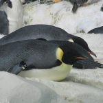 日本で皇帝ペンギンの赤ちゃんに会える水族館とは！？
