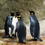 ペンギンの種類とその特徴